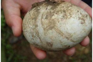 农民见到孔雀蛋!